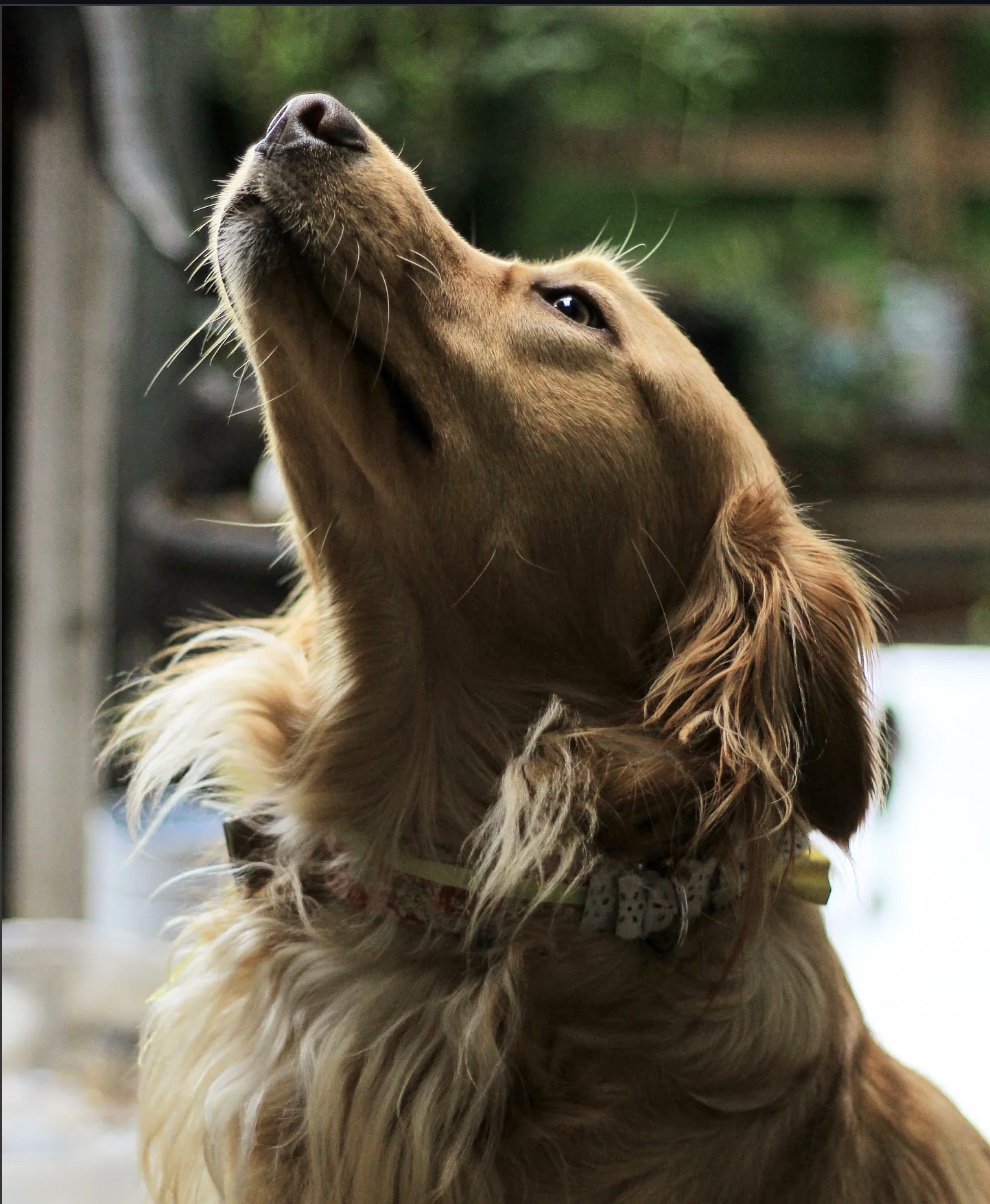 Autoral — Luan Rodrigues