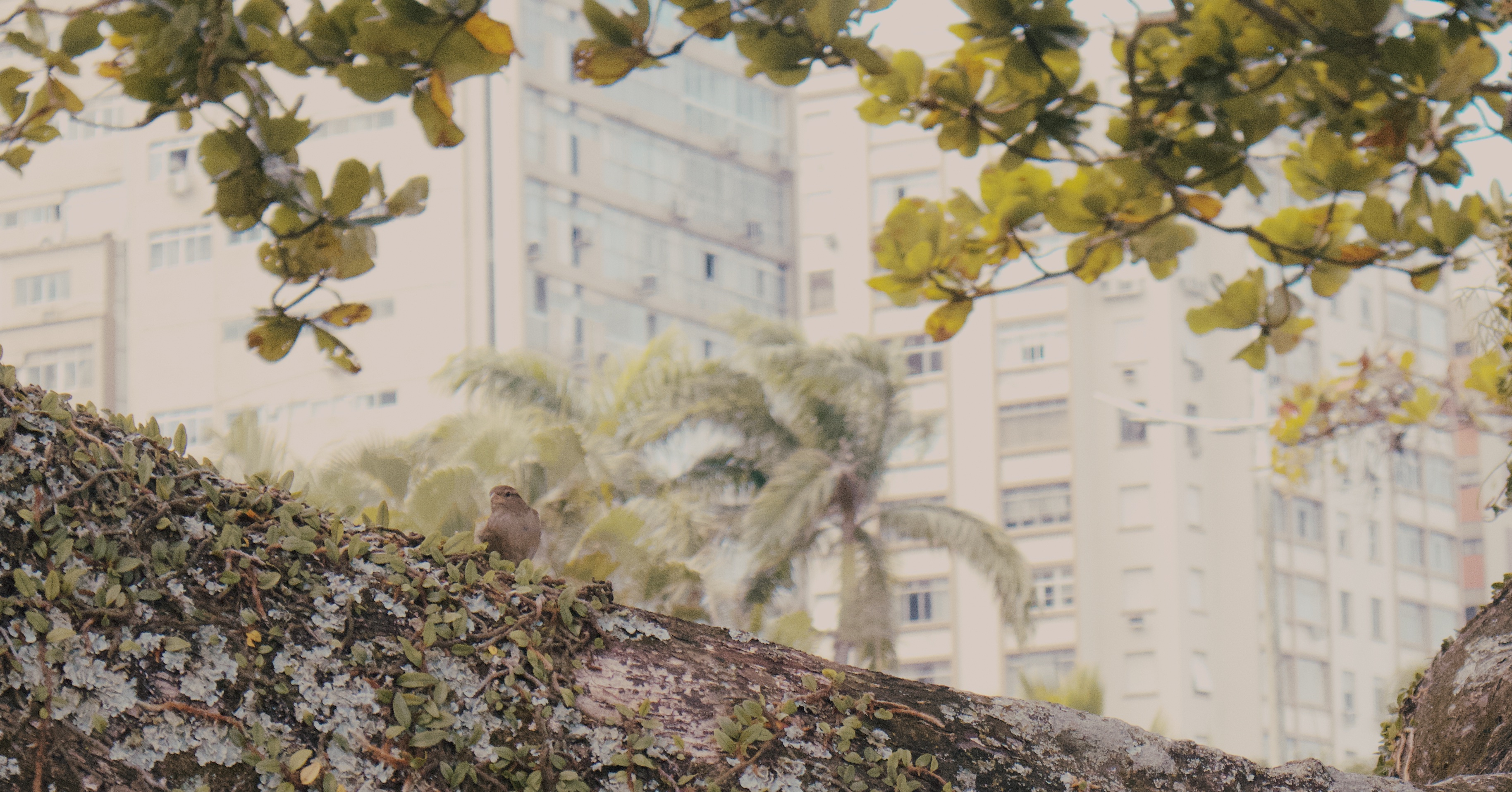 Autoral — Luan Rodrigues