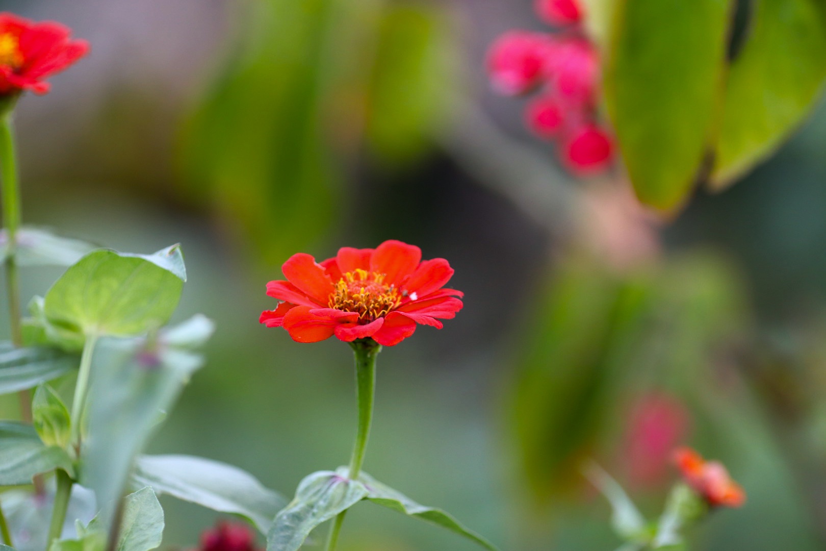 Santos, SP — Brasil